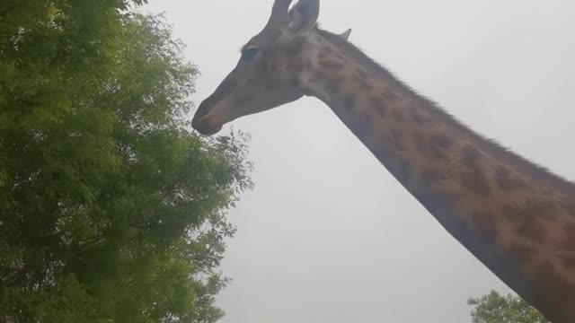 A giraffe that eats flowers