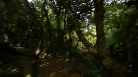 Natural beautiful view jungle sound