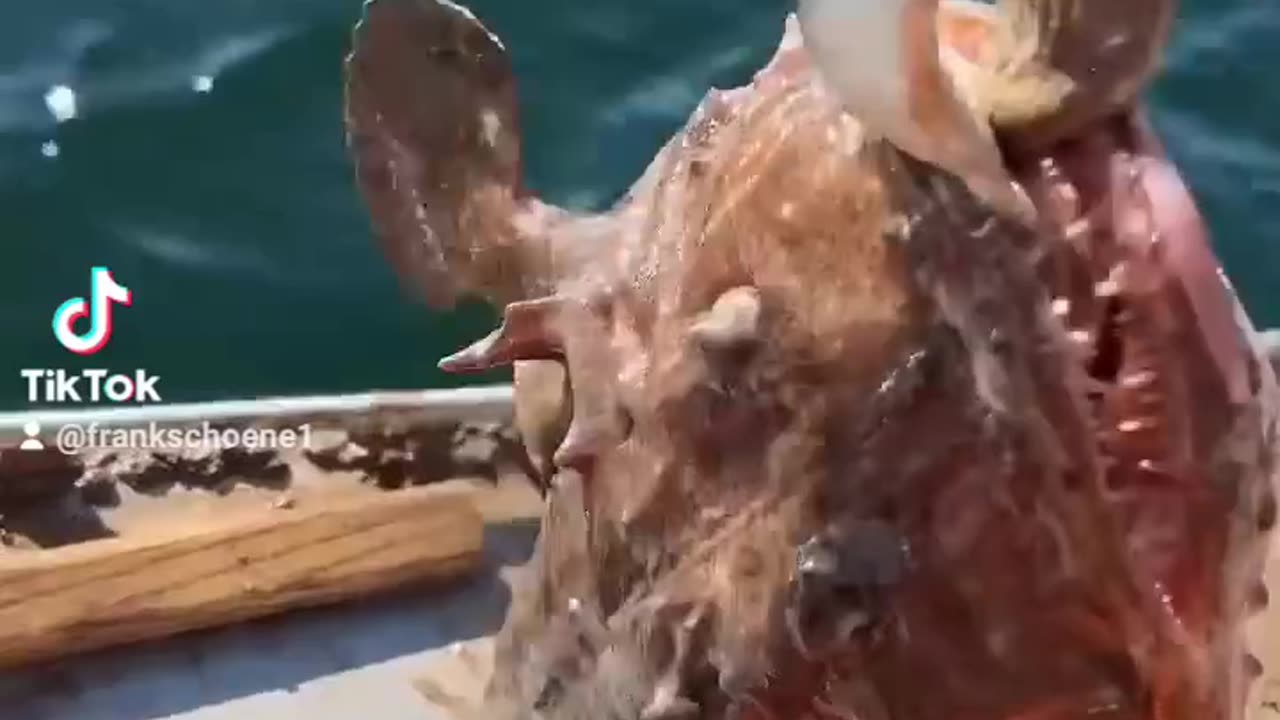 Vicious Monkfish