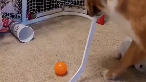 hockey dog is a happy