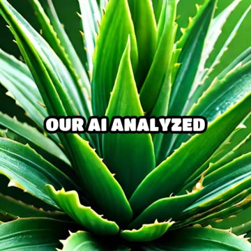 Aloe Vera Vs Tea Tree Oil for Acne- Which is Better for Skin