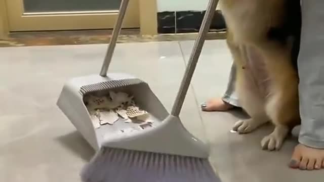 A dog that makes mistakes 🐶