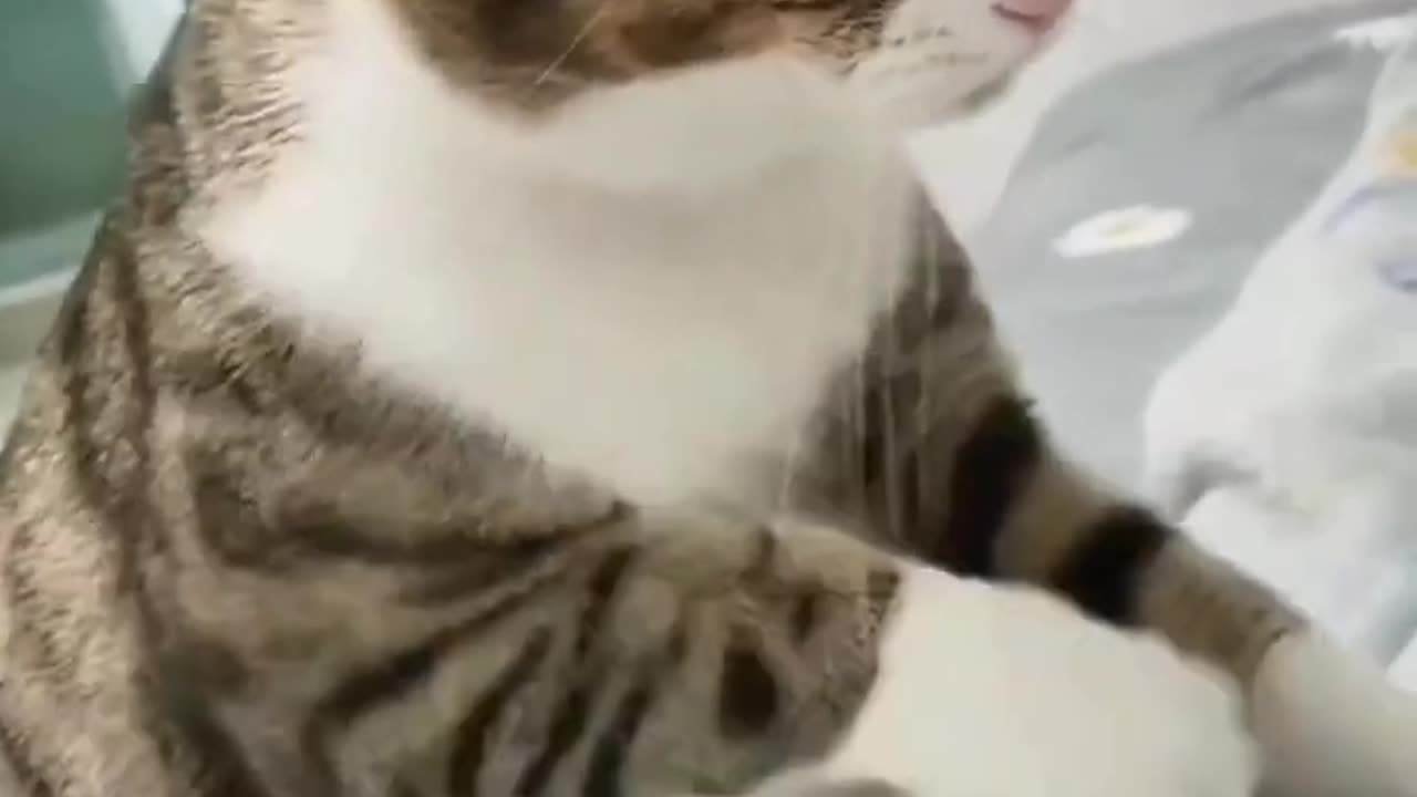 Cat massage 🐈 😻