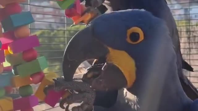 Our hyacinth macaws enjoying a lovely sunny day in our aviary