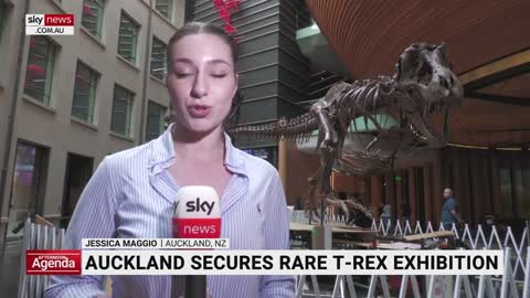 Rare T-Rex exhibit opens in New Zealand