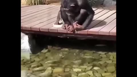 Random Monkeys