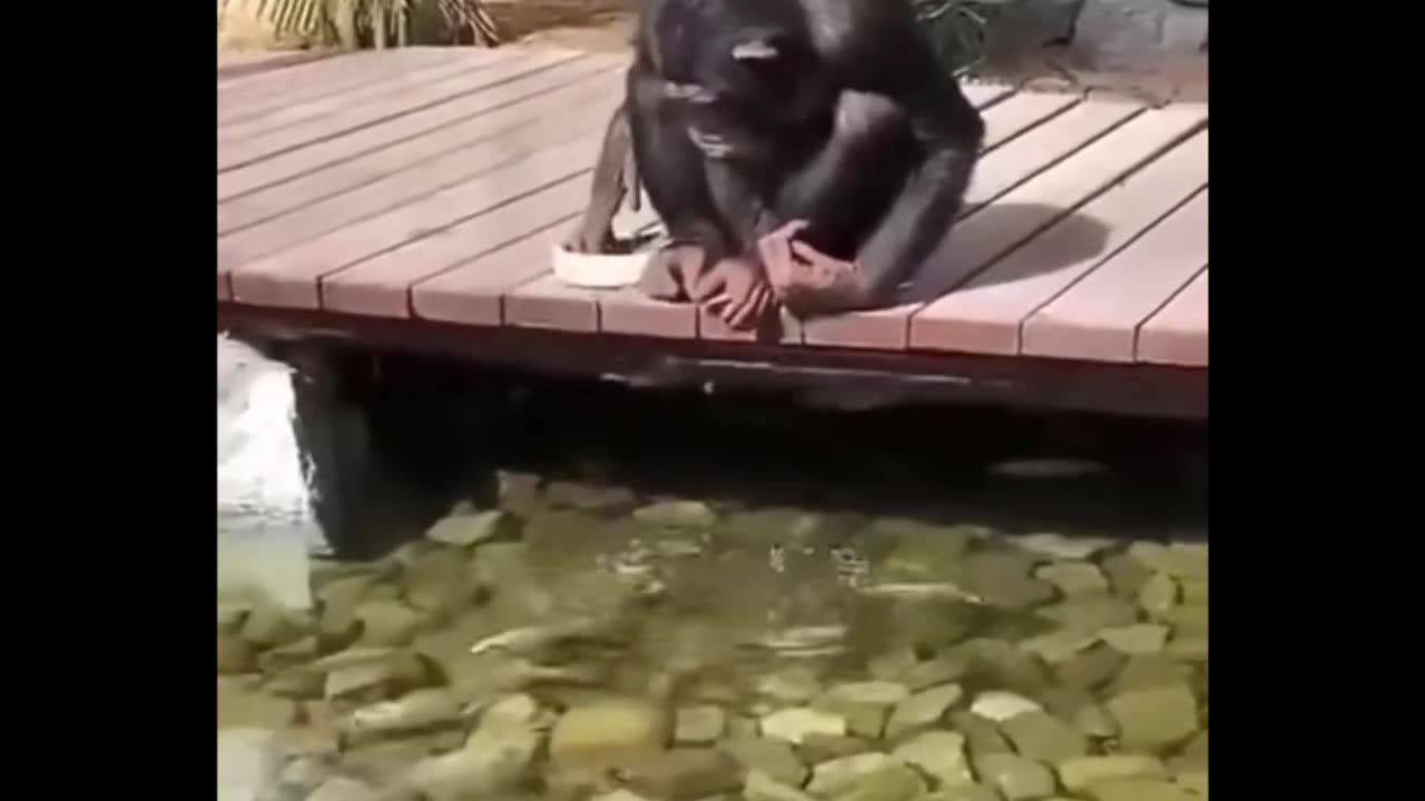 Random Monkeys