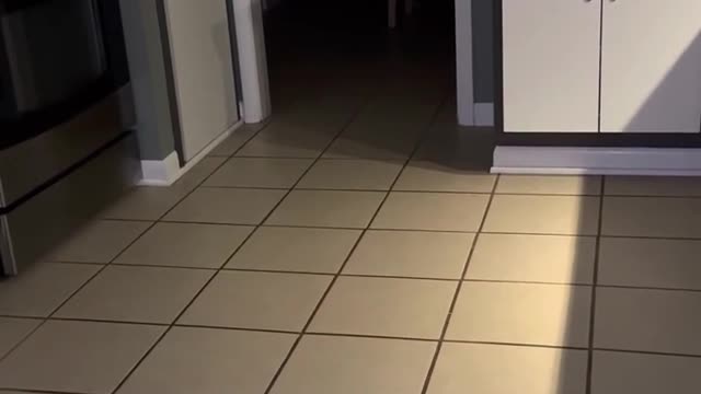 Hope plays with the puppy