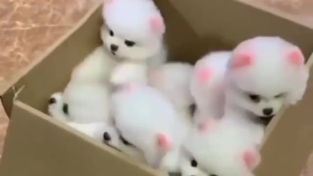 Puppies cute