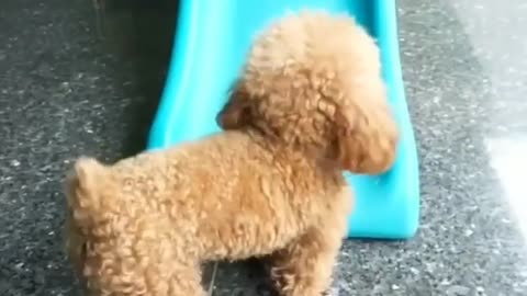 A dog who likes to slide