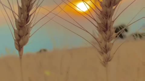 Kisan