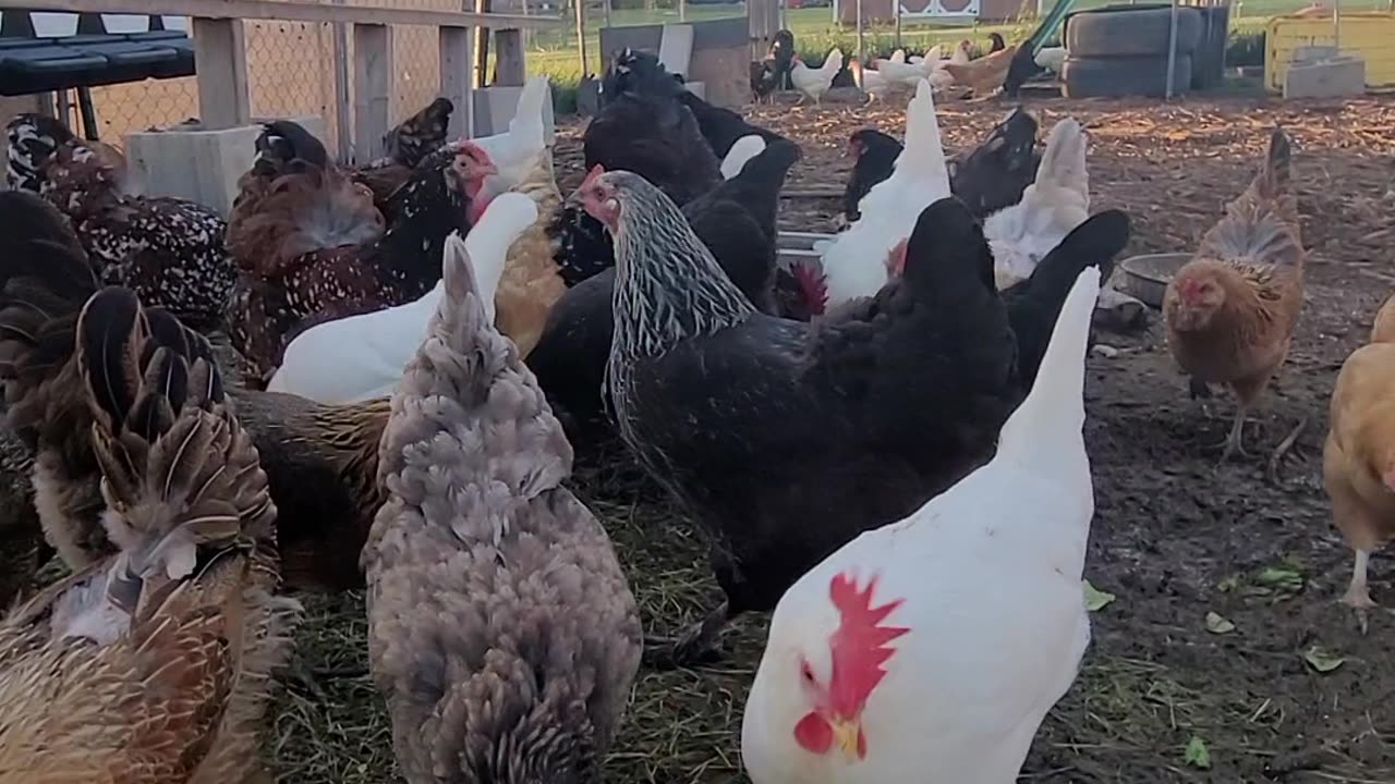 Chicken Snack Time!