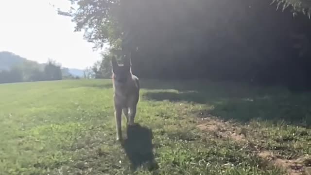 Germanshepherdfriends.Dogsbestfriend.