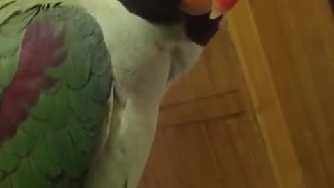 Talking parot beautiful video