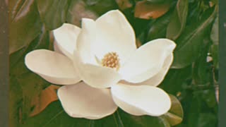 Magnolia