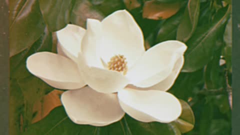 Magnolia