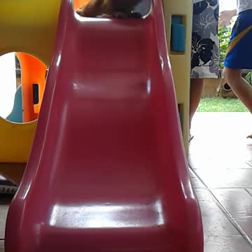 Pomeranian puppy playing on the slides