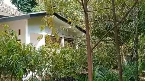 Bibit durian musangking dan bawor jumbo