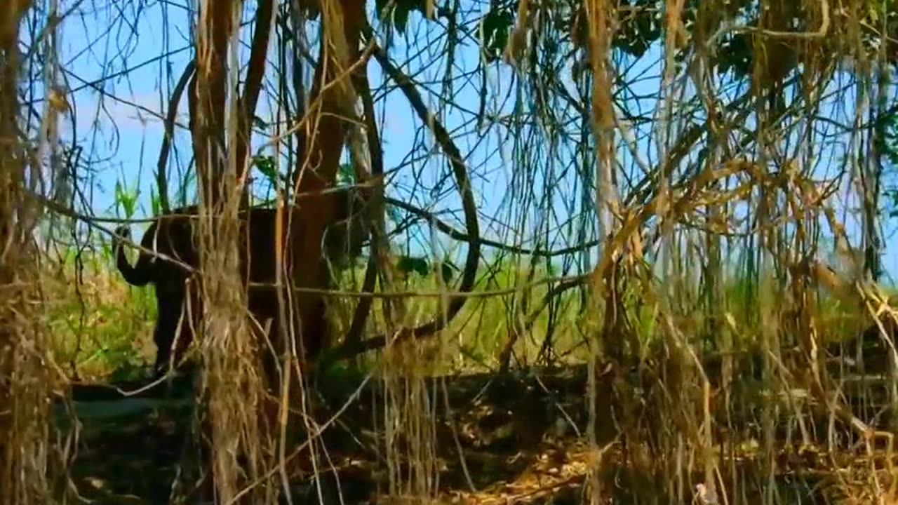 Tigers difficulties and life