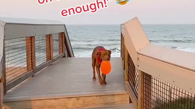 #beach #dogsvideo #dogsoftiktok #pitbull #fyp #foryou #viral #dc