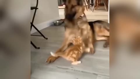 Funny pets cat and dog