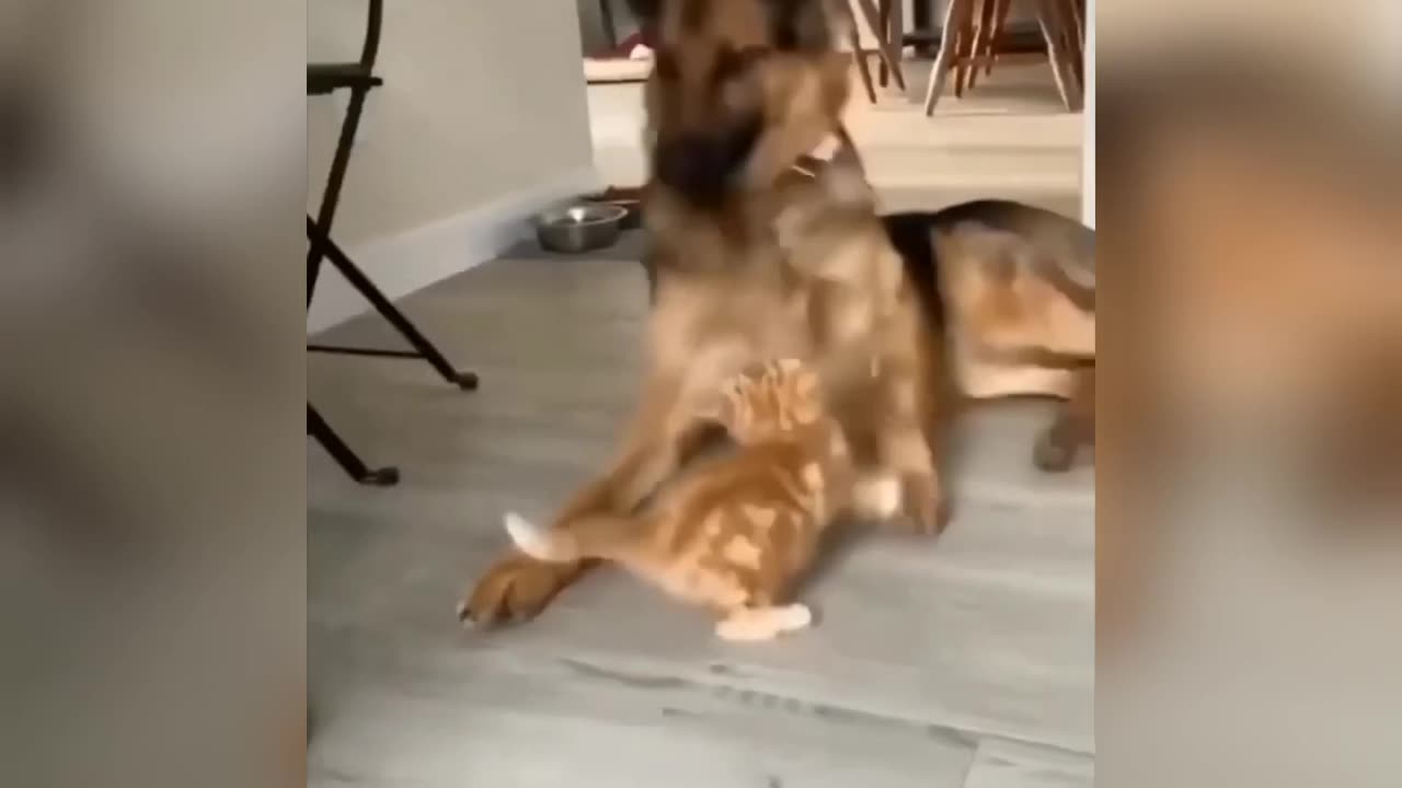 Funny pets cat and dog