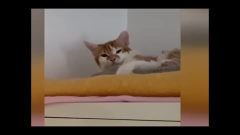 Funniest Animals 2023 Funny Cats and Dogs