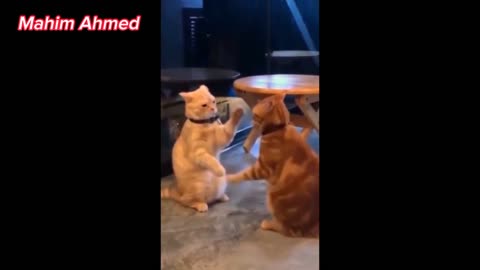 Funny animal video momoent😁😁😁