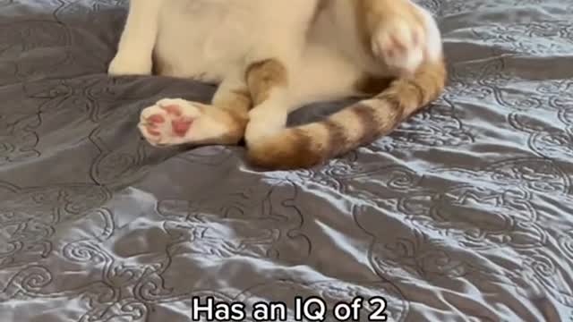 IQ of✨2✨ #catsoftiktok #fyp #pets #funnyvideos #catvideos