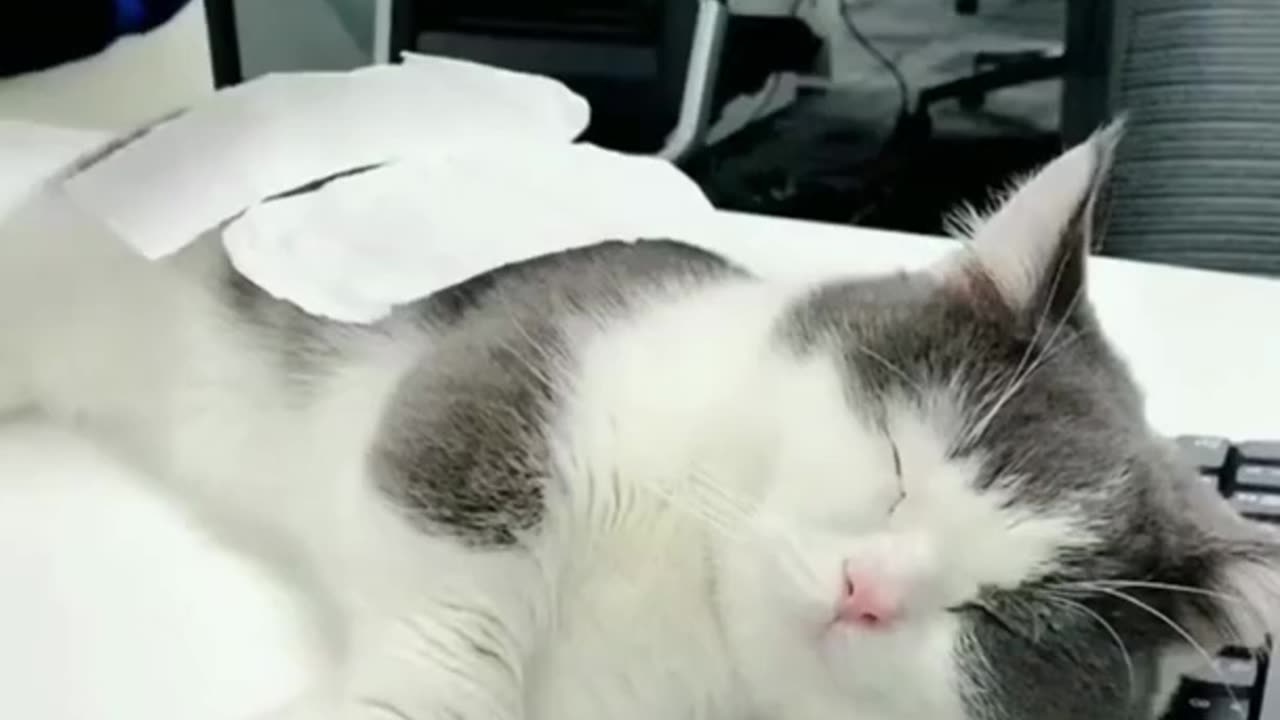 Cute Crazy Cats Funny Viral Clips😹