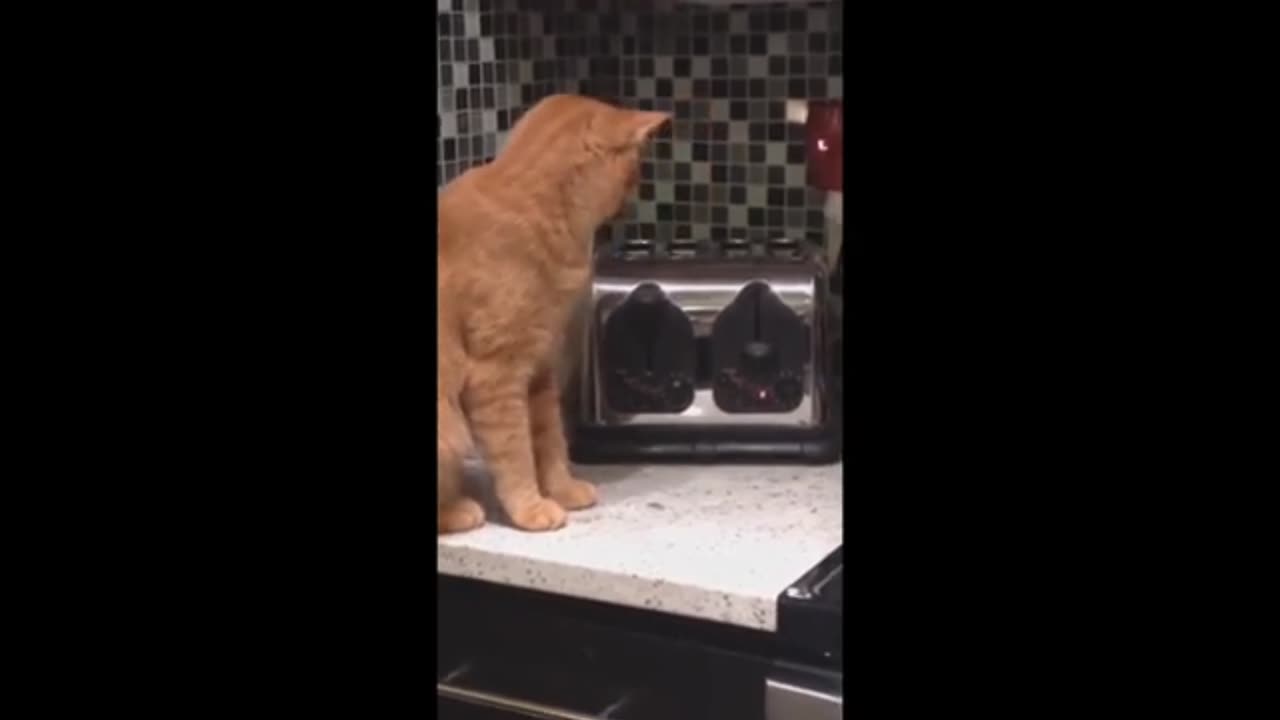 Funny cat and dog