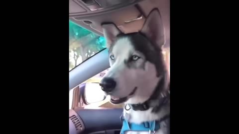 View "FUNNY CATS AND DOGS | Part 17