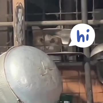 A cat is seen hiding in the kitchen