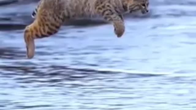 Tiger Pub Jump | Viral Animals Video Clip | Funny Animals YouTube #Shorts