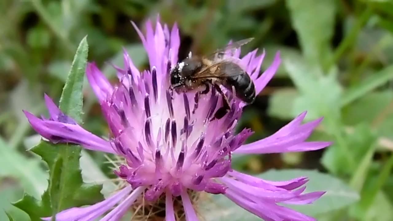 Flower Blooming Time Lapse | Beautiful Flowers | Pretty Flowers Video