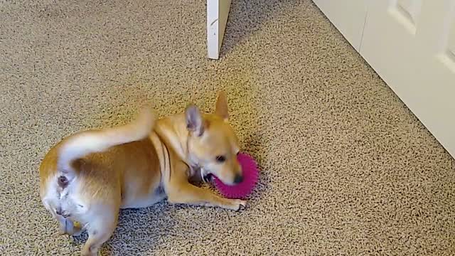 Angel tries to catch a ball