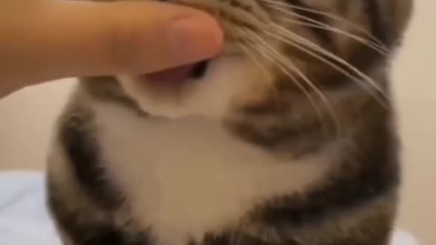 Baby cat 😺 funny video