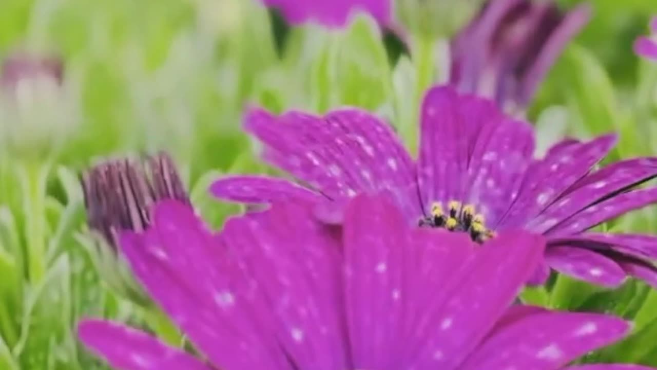 Flowers Dancing In The Wind 🌺🌿