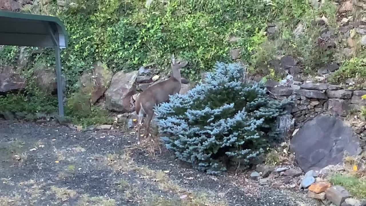 Deer 🦌 fawn 🦌 NW NC Good morning 🌞 from The Treehouse 🌳 Scamp startles Lady