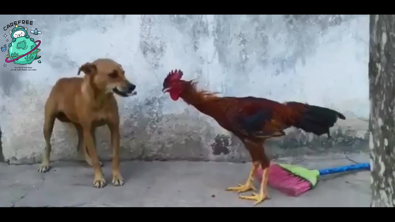 Who will win a fight between chicken and dog?