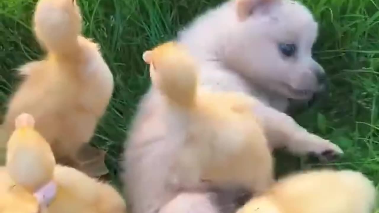 Dog and duckling funny moment video