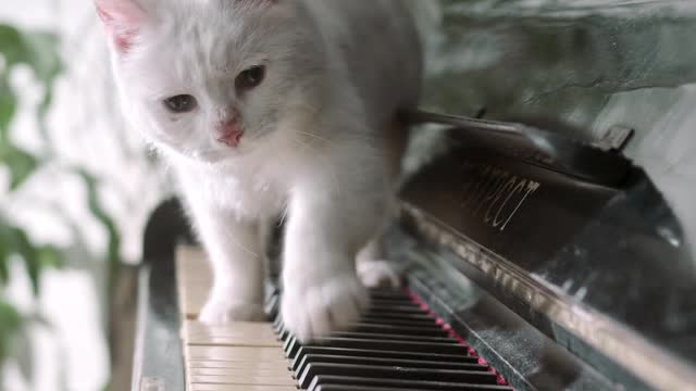 White cat playing the piano