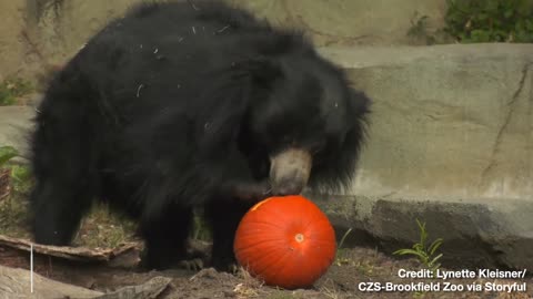 LIVIN' THE GOURD LIFE! — Chicago Zoo Animals Dig into Halloween Pumpkins