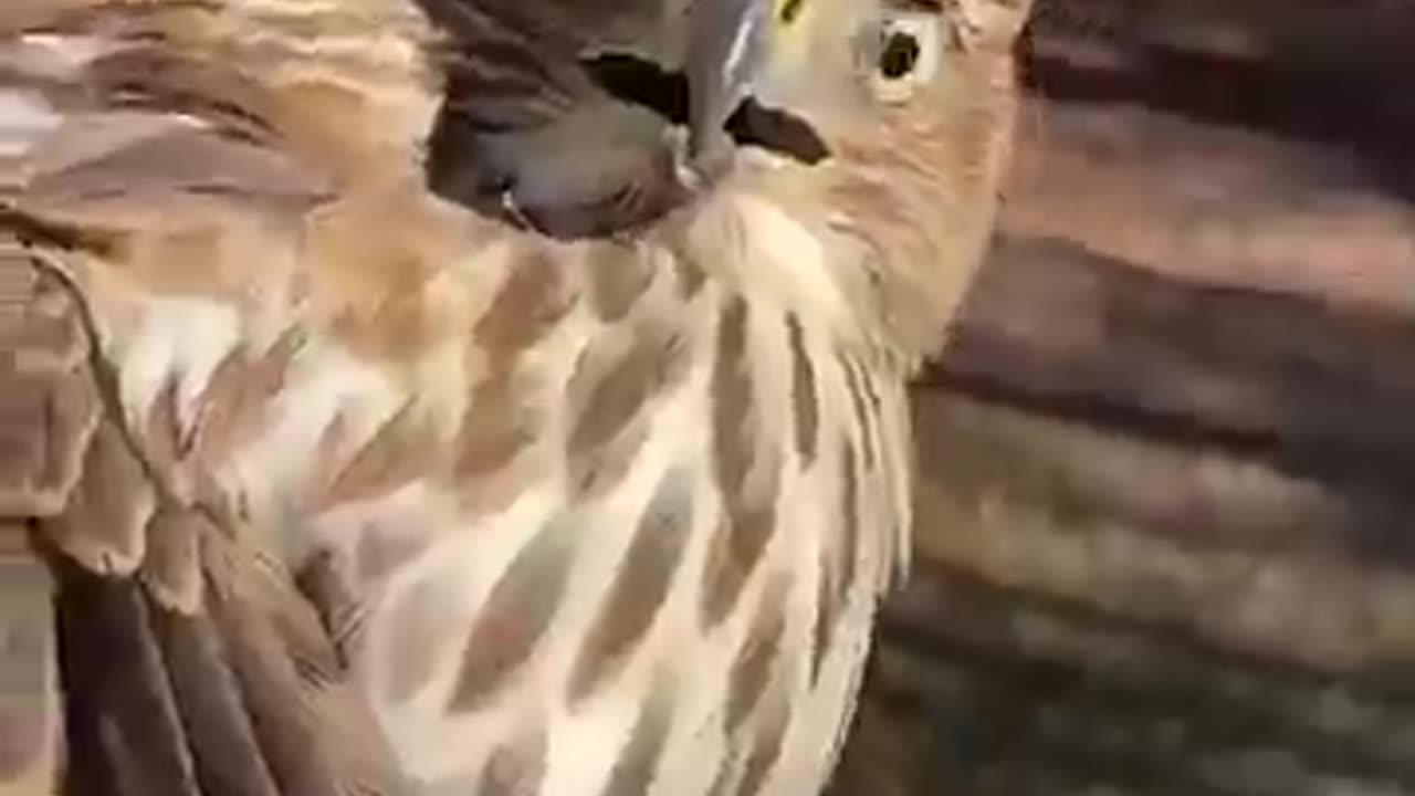 Hawk Makes HILARIOUS Face After Being Rescued! #Birds #Shorts #Pets