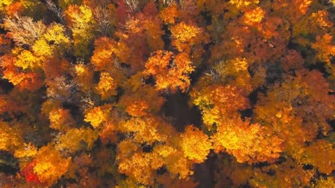 Enchanting Autumn Forests with Beautiful Piano Music