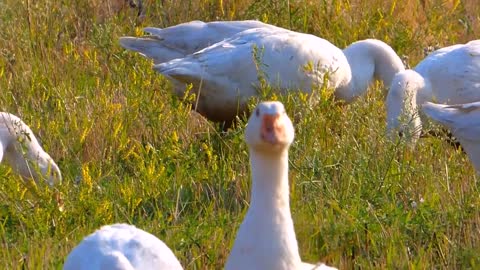 The white Grease eating yummy Grass.