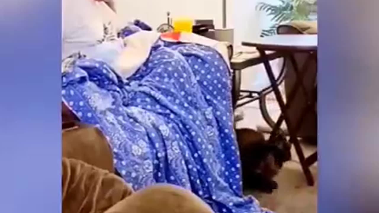 Cat video