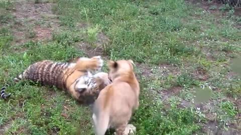 Baby Lion & Tiger playing