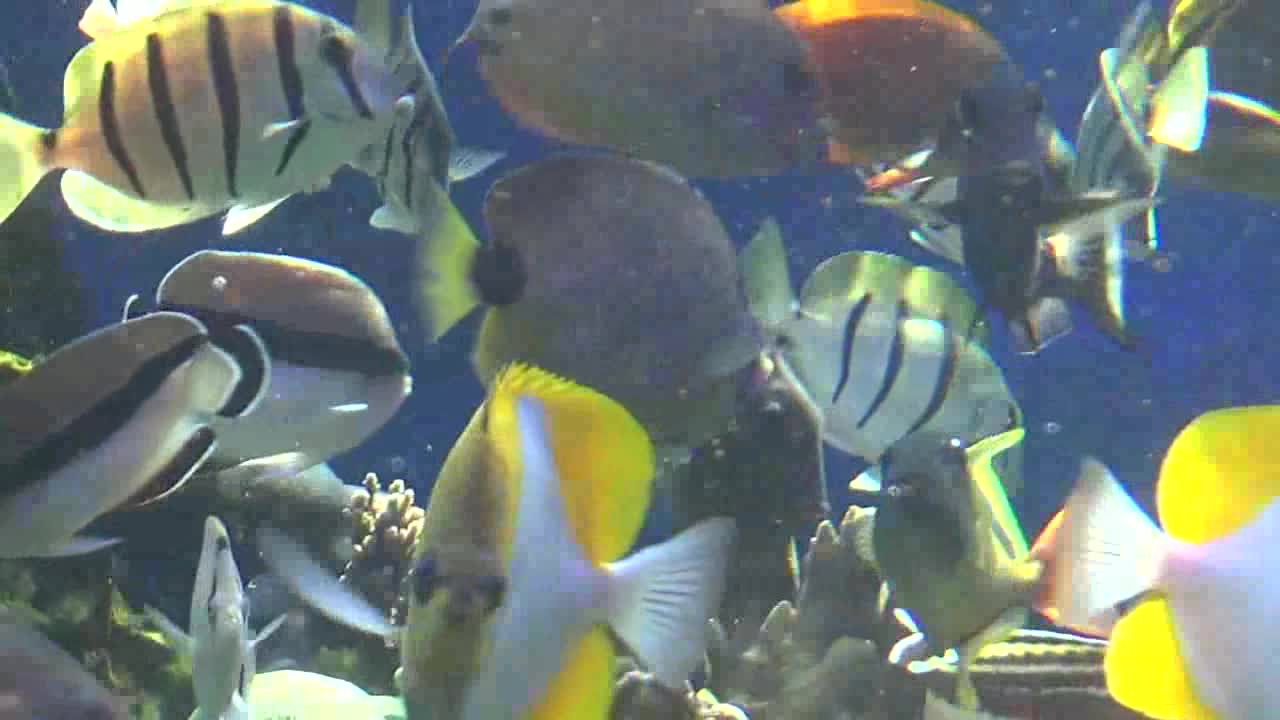 Honolulu, HI — Waikiki Aquarium #3
