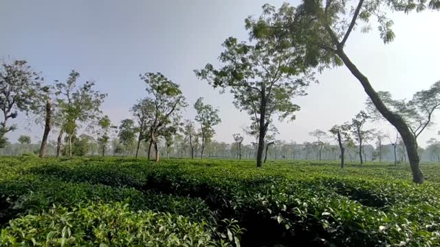 Sreemongol tour. Nature View. Tea Garden. Show series